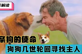 狗狗去世后，带着前世记忆，历尽艰难寻找原主人视频封面