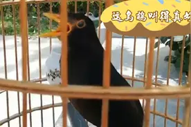 这乌鸫真少见，稳当善鸣花儿口多，闹市大口连唱婉转嘹亮有气势视频封面