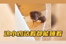 【搞笑配音】这小鸡站着睡觉就过分了啊....你昨天晚上干嘛去啦？视频封面