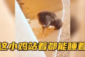 【搞笑配音】这小鸡站着睡觉就过分了啊....你昨天晚上干嘛去啦？视频封面