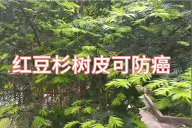 红豆杉树皮含紫杉醇可治癌症视频封面