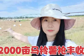 内蒙12000亩马铃薯抢丰收，现代化大农田却人头攒动，高工资吗？视频封面