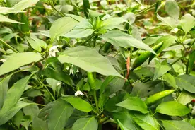 辣椒“臭屁虫”别打农药，阿平教你制作杀虫剂，一扫而光真管用视频封面