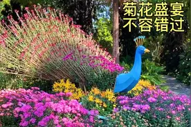 带大家走进汕头中山公园，欣赏一年一度的菊花盛宴！视频封面
