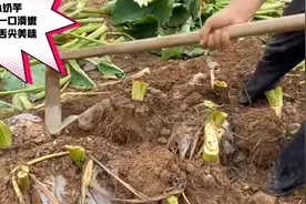 沂蒙山特产小奶芋，抗癌食疗碱性食材药用价值非常高，吃出健康来视频封面