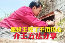 蜂王死了不用担心，介绍方法分享视频封面
