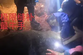 母牛脱肛，七八个大汉给他动手术，把修门缝起来，很难很难
