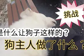 挑战狗子追电瓶车能追多远才到极限？会不会吐舌头？视频封面