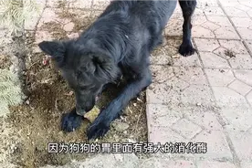 狗为什么要刨坑？它是怎么样丈量深度？埋的食物变质怎么办？