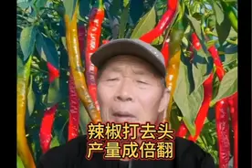 辣椒打去头力量大如牛，一棵顶十棵产量成倍翻，很多人都不知道。视频封面