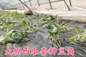 河南菜农大棚西瓜套种豆角，种一次收两茬，每亩增收10000元！视频封面