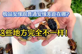 安缘龟极品跟普通品相差距多大？你选对了吗？视频封面