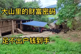 大山里的致富道路，足不出户送钱上门，山里面的“印钞机”勤奋。视频封面