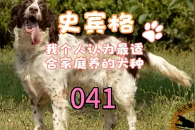 041-聊下史宾格，我个人认为最适合家庭养的犬种