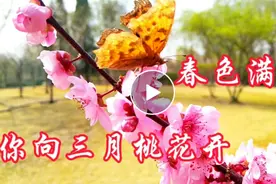 春色满园，一首网络红歌《春天的气息》优美的旋律，唯美动听视频封面