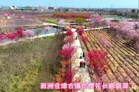 武汉新洲仓埠古镇的一处园林，樱花竞相开放，吸引众多游客欣赏