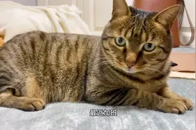 铲屎官不在的时候，狸花猫每时每刻都在想念