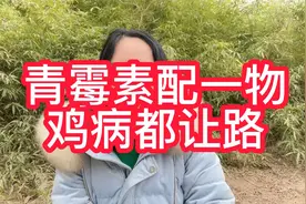 青霉素配一物，鸡病都让路视频封面