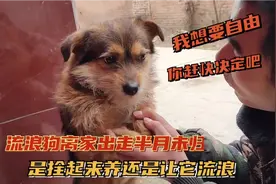 养不熟的流浪狗，总是选择离家出走，是拴起来养还是让它继续浪？