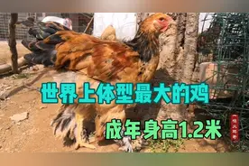 一只价值500元的婆罗门鸡，被媳妇送人了，农村小伙气的团团转视频封面