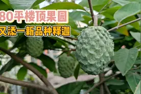 不要养花了，把“释迦”种在花盆里，一盆结果几十个，好看又好吃视频封面