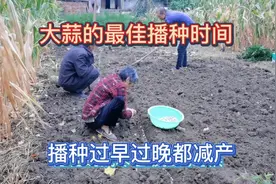 大蒜的最佳播种时间是什么时候？播种过早过晚都会减产，你知道吗视频封面