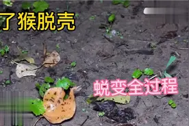 知了猴又名金蝉蜕变全过程，80后小时候的美好回忆视频封面