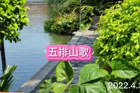 五排山歌：今年清明不返乡， 因为疫情有反弹。网络祭奠也一样 …视频封面
