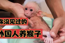 刷新三观，外国人养猴子，亲自给猴子洗澡穿衣喝奶，猴子日子真好视频封面