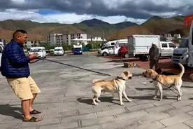 两只拉布拉多打架，场面太混乱了，一群小狗围着起哄视频封面