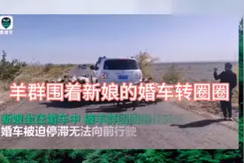 奇观！新娘婚车与羊群相遇，羊群绕着婚车打转转……不让新娘离去视频封面