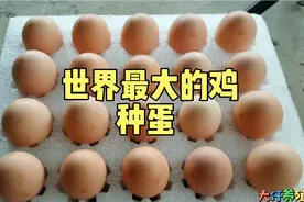 大仟孵化了30枚婆罗门的鸡种蛋，个头比普通的鸡蛋大，期待出壳吧视频封面