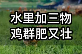不管养什么鸡，水里加上这三样，鸡群长得肥又壮视频封面