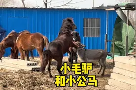 养马小哥记录阳光下毛驴和马儿惬意的玩耍视频封面
