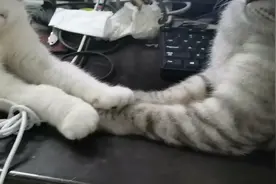 好朋友手拉手视频封面