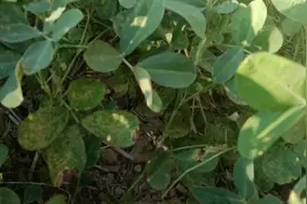 花生。促进消化保护心血管。宜人群高血压，冠心病患者。可榨油等视频封面
