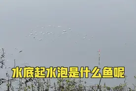 野钓：水底一直冒泡是什么鱼呢？视频封面