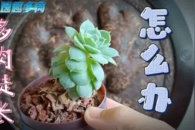 多肉徒长怎么办？这样做让她重生！找到原因就知道怎么避免徒长了视频封面