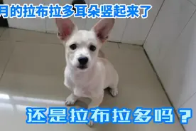 三个半月大的拉布拉多耳朵竖起来了，还是拉布拉多吗？