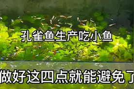 孔雀鱼生产后吃小鱼，明白这四点就能有效避免视频封面