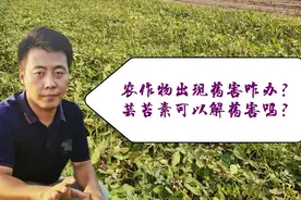打农药出现药害，不要单用芸苔素去解救，用这个配方一周恢复正常视频封面