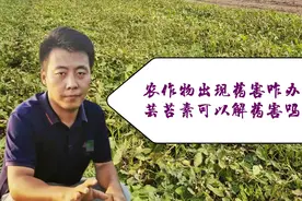 打农药出现药害，不要单用芸苔素去解救，用这个配方一周恢复正常视频封面