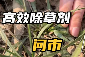 分享一个高效除草剂配方，食盐，开水，洗洁精配法和除草原理。视频封面