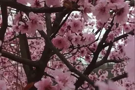 把手机亮度调到最大，闭上一只眼，会看到不一样的3D美景。视频封面