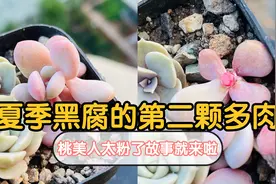 夏季当多肉出现这种形态时，就是黑腐，赶紧排查你家多肉吧