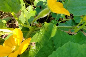 冬瓜只长秧子迟迟不结瓜怎么办，这个部位压一压，冬瓜结的多又大视频封面