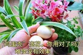 “鸡蛋壳”养花，你用对了吗，难怪没有效果，还招蚊虫。赶紧看看视频封面