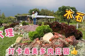 打卡大理木石多肉庄园，真的好漂亮，这是爱多肉的人的梦！视频封面