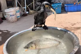 专吃鱼的鱼鹰，我还是第一次见它吃饱，吃了7条鱼就吃饱了视频封面