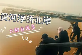 郑州黄河浮桥北岸来看看，四五斤大鲤鱼岸边游，大家都惊呆啦视频封面